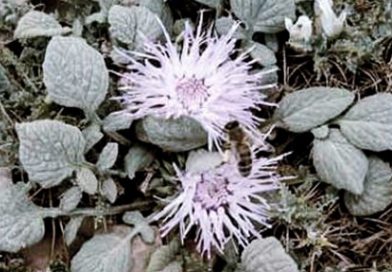 Yaylada İpar Gülü ve Kültür Şenliği Düzenledik